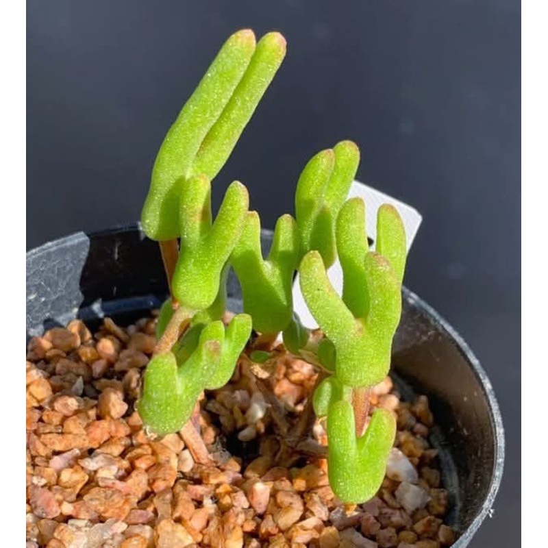 Drosanthemum Barwickii