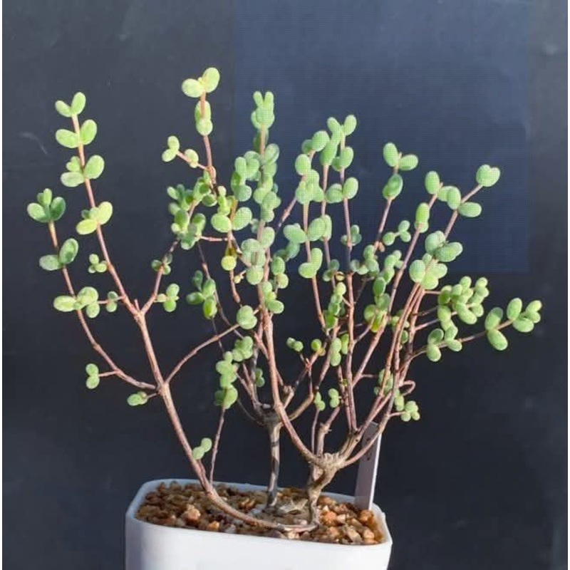 Drosanthemum Delicatulum