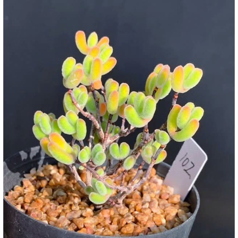 Drosanthemum Diamond