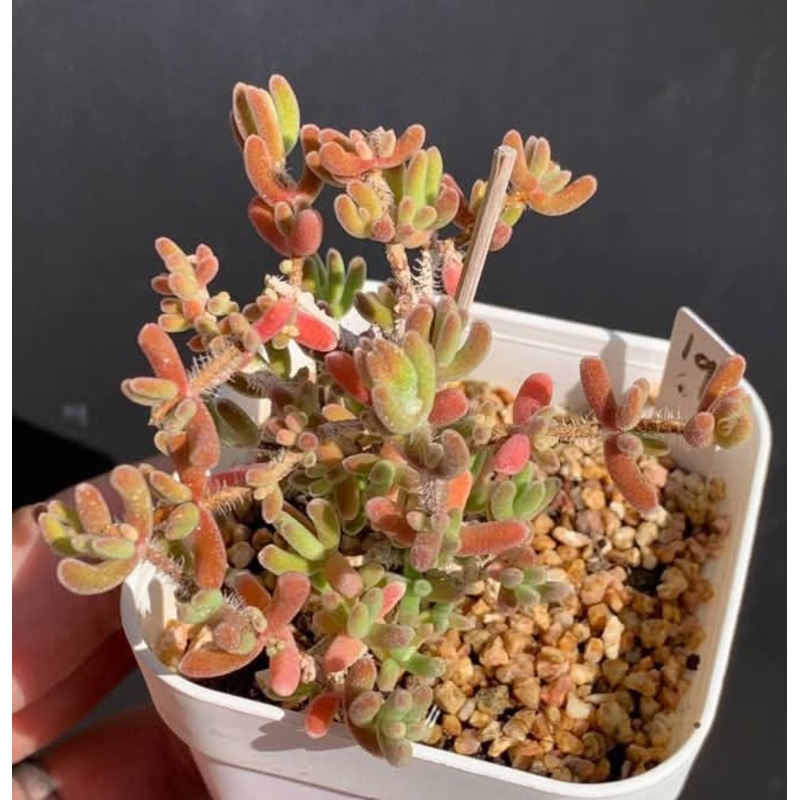 Drosanthemum Dicrocaulon Ramulosum