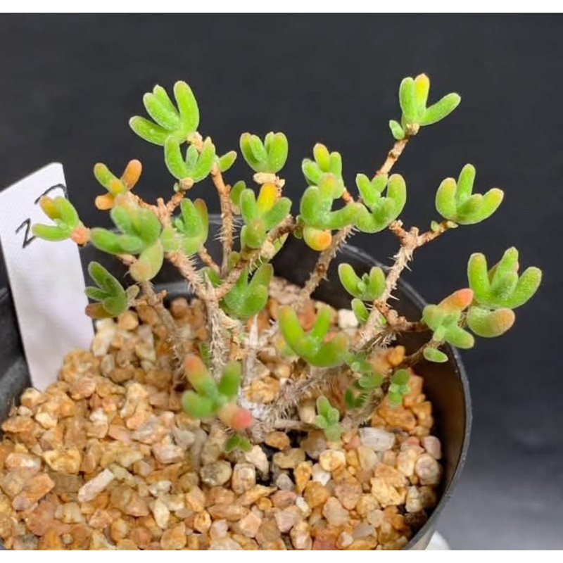 Drosanthemum Eburneum