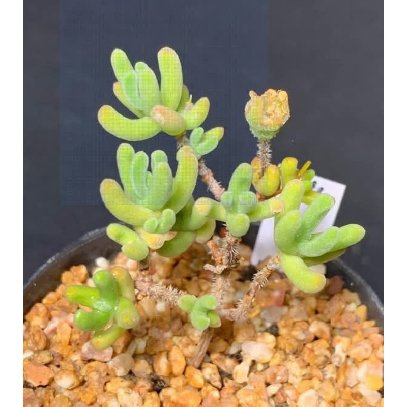 Drosanthemum Floribundum