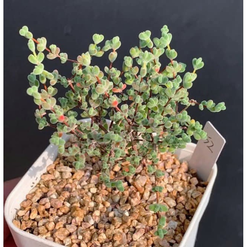 Drosanthemum Kliprand