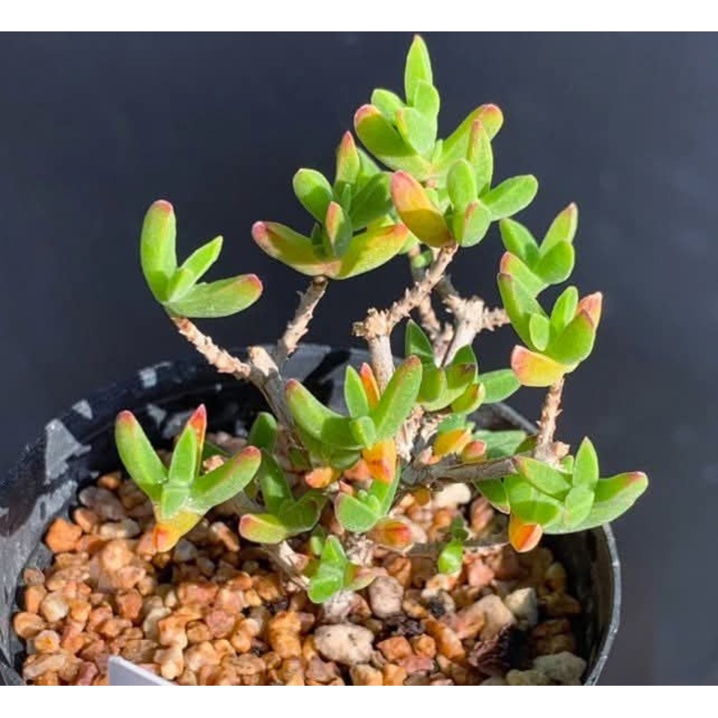 Drosanthemum Praecultum