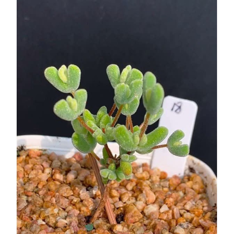Drosanthemum Ruschioideae