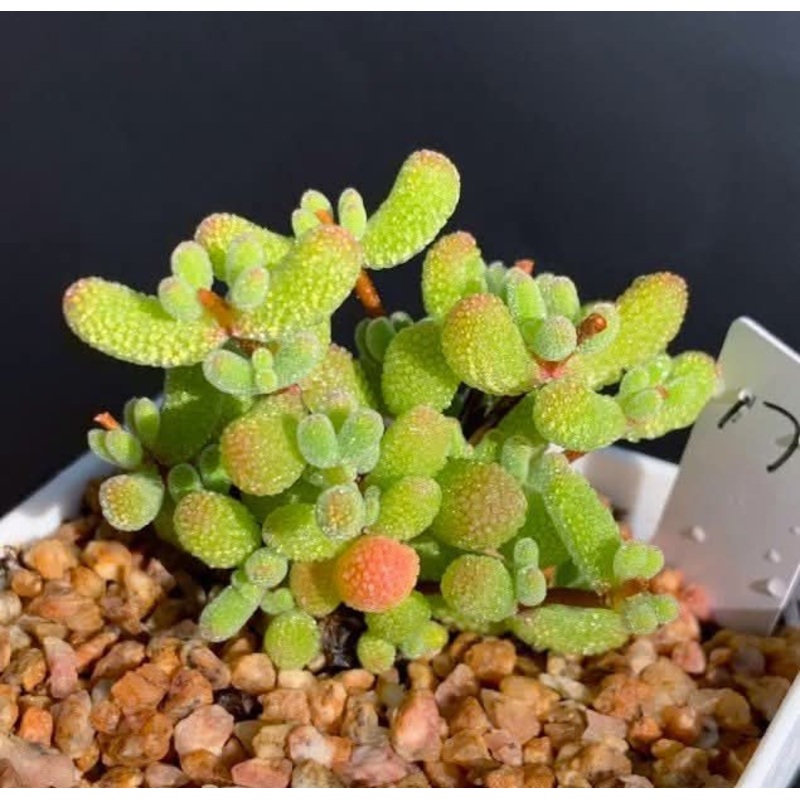 Drosanthemum Skilpad