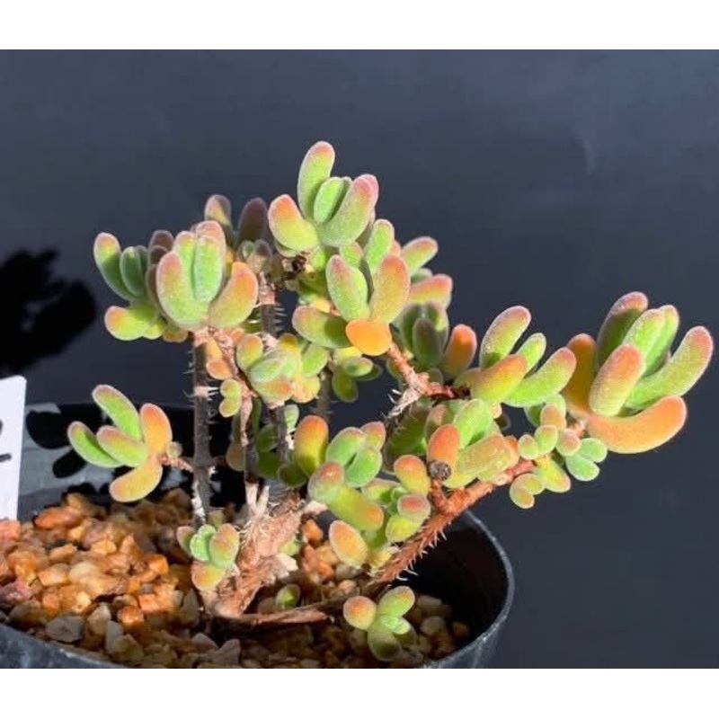 Drosanthemum sp SB1410