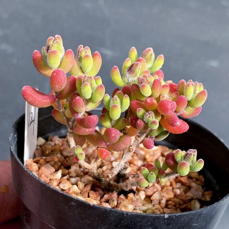 Drosanthemum Stokoei