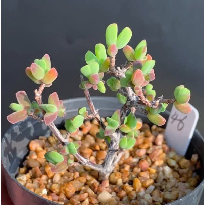 Drosanthemum Subalbum