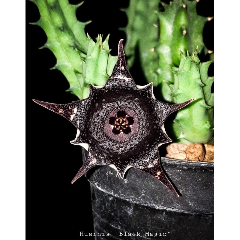 Huernia Black Magic