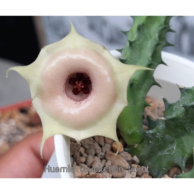 Huernia Louckchan Korat