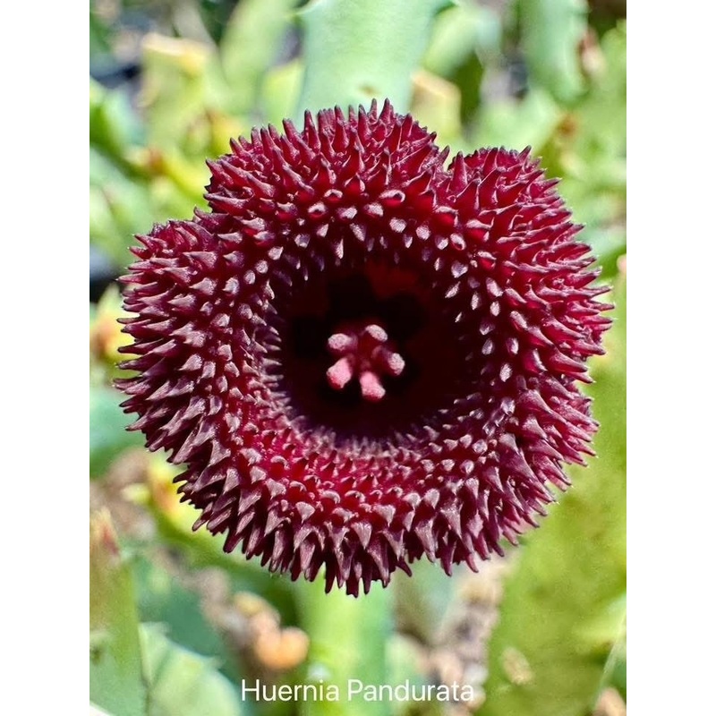 Huernia Pandurata