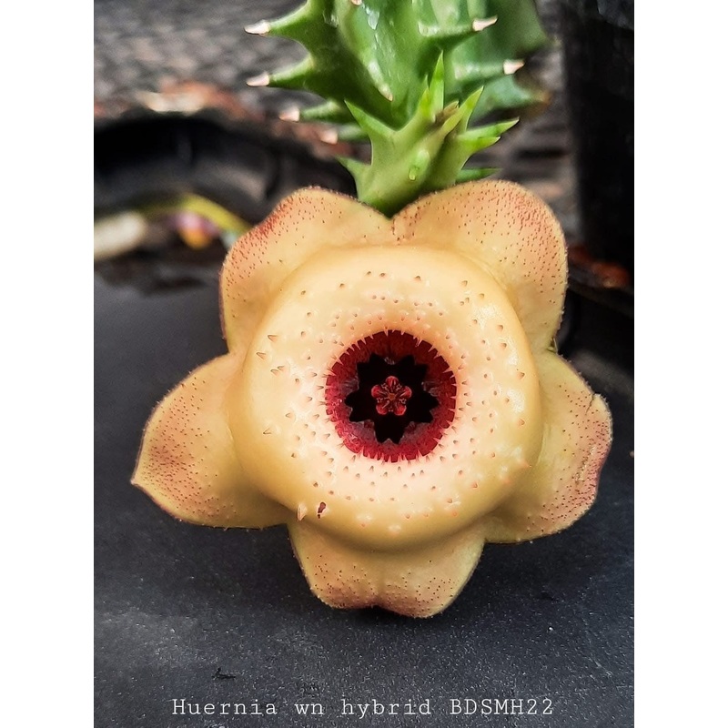 Huernia wn hybrid BDSMH22