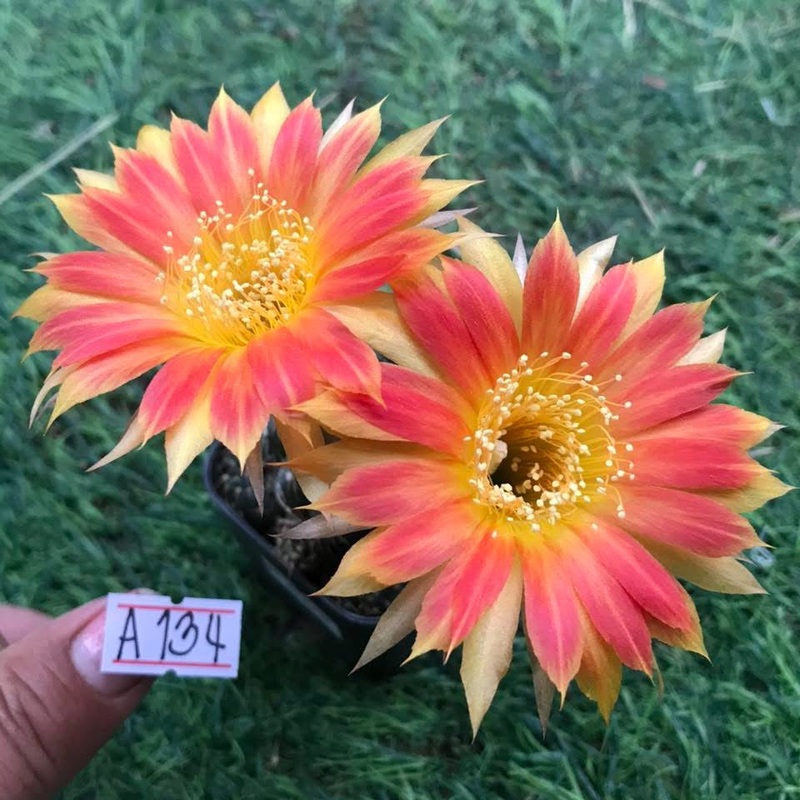 Lobivia Arida Flare