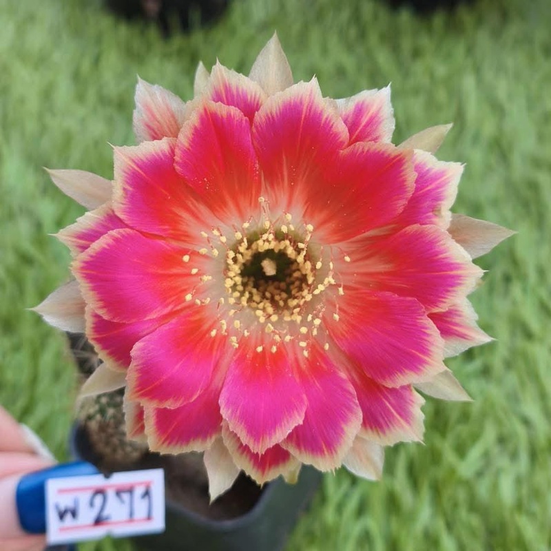 Lobivia Astraea
