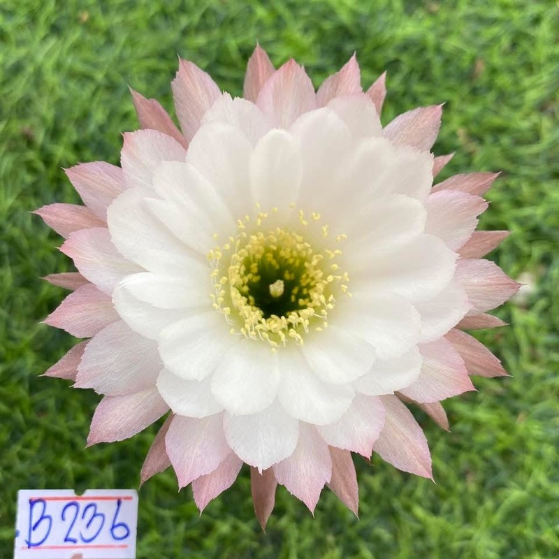 Lobivia Bluelace