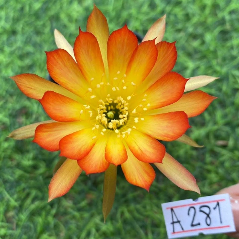 Lobivia Brassflare
