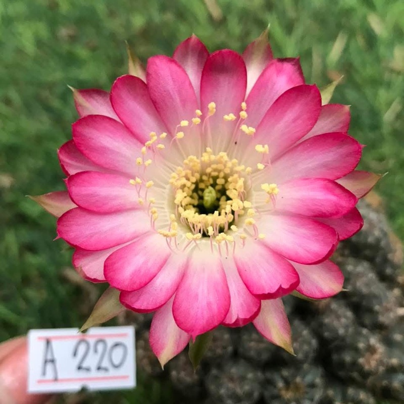 Lobivia Briar Crest