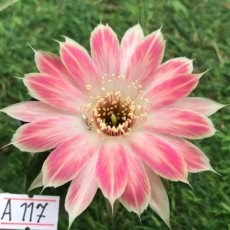 Lobivia Calyx Spark