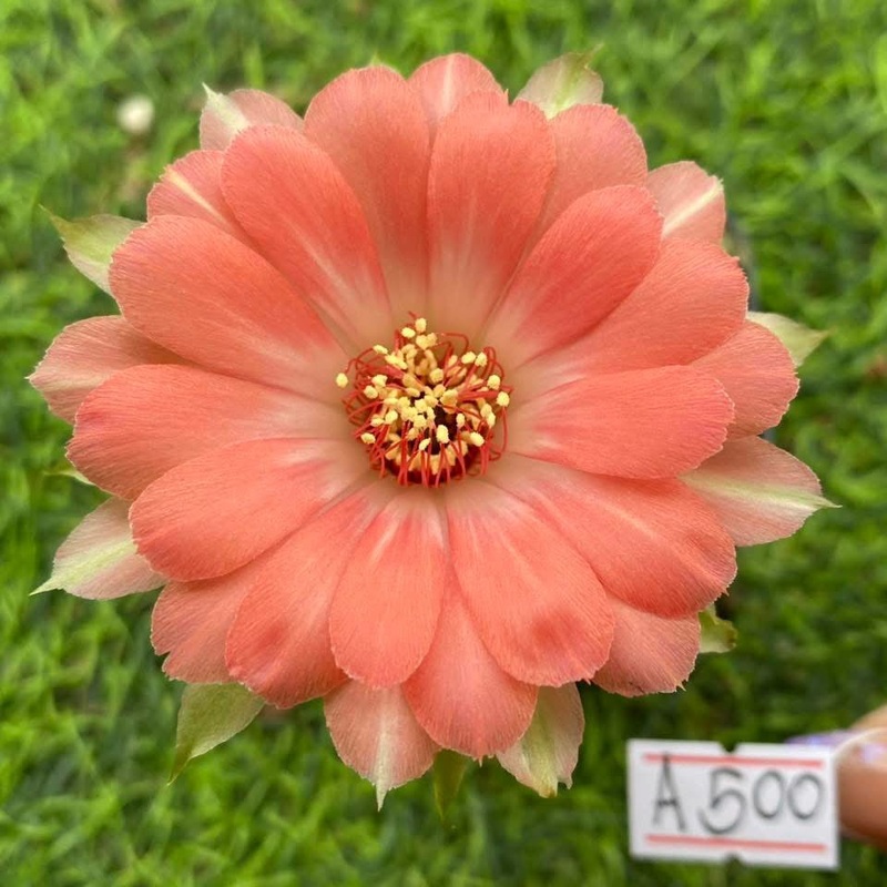 Lobivia Caramella