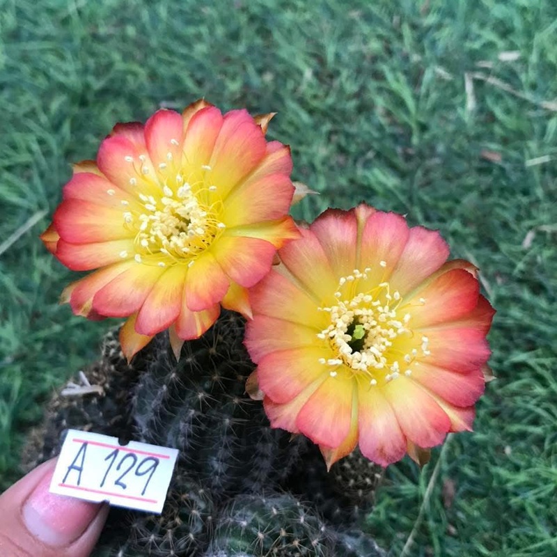 Lobivia Charmveil