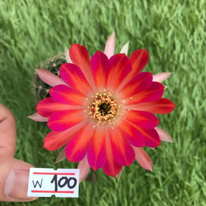 Lobivia Cherry Puff