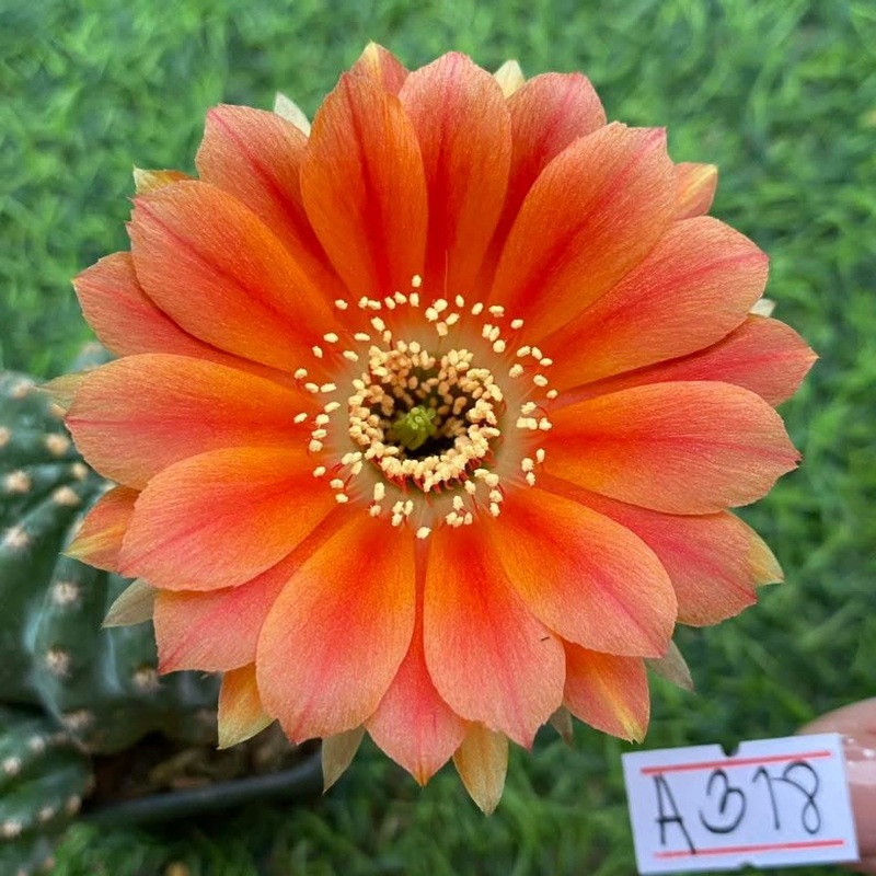 Lobivia Crownleaf
