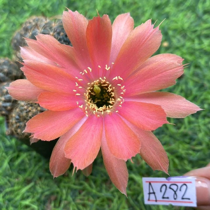 Lobivia Drakara Bloom
