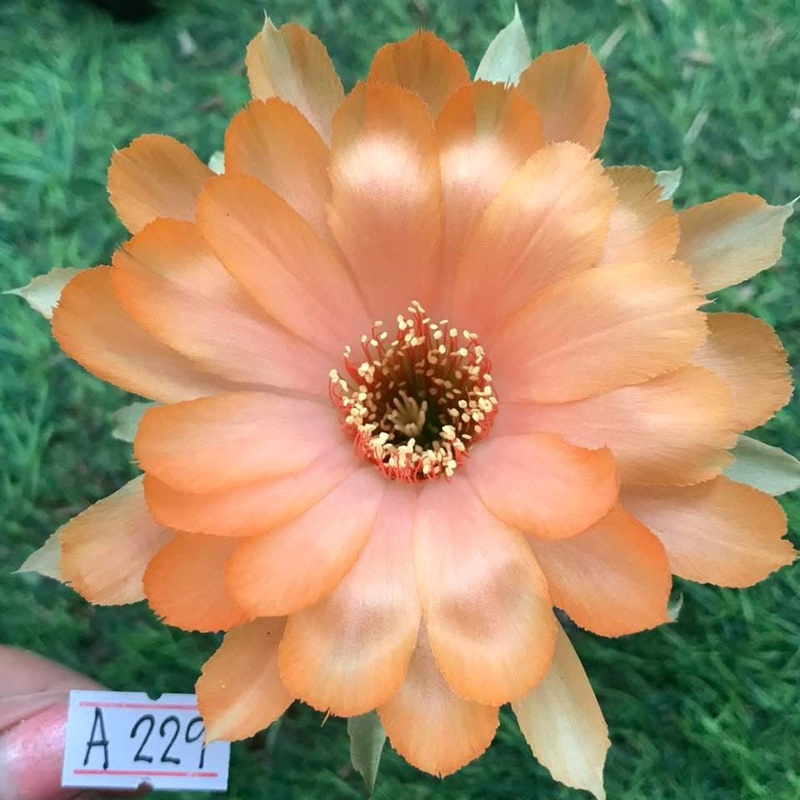 Lobivia Duchess Flame