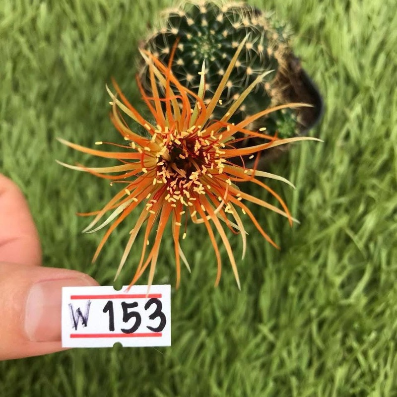 Lobivia Duskveil