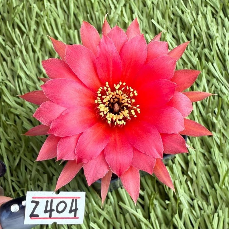 Lobivia Elidi