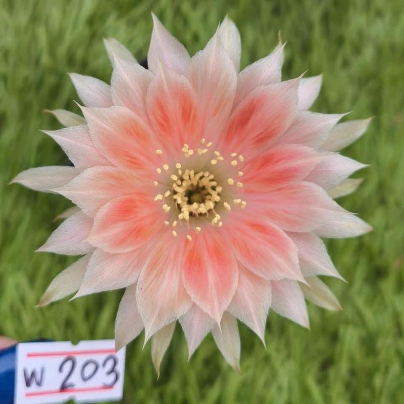 Lobivia Eluna Shade