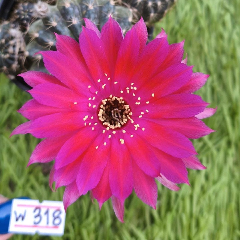 Lobivia Flarebloom