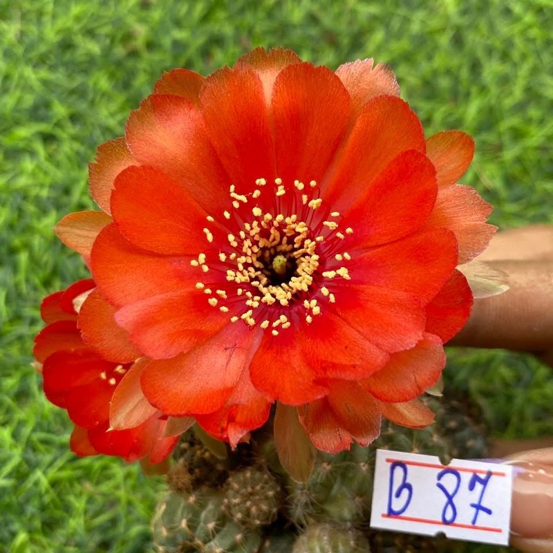 Lobivia Lgnis Veil