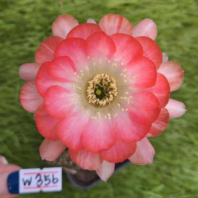 Lobivia Liora