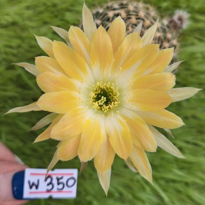 Lobivia Mossveil