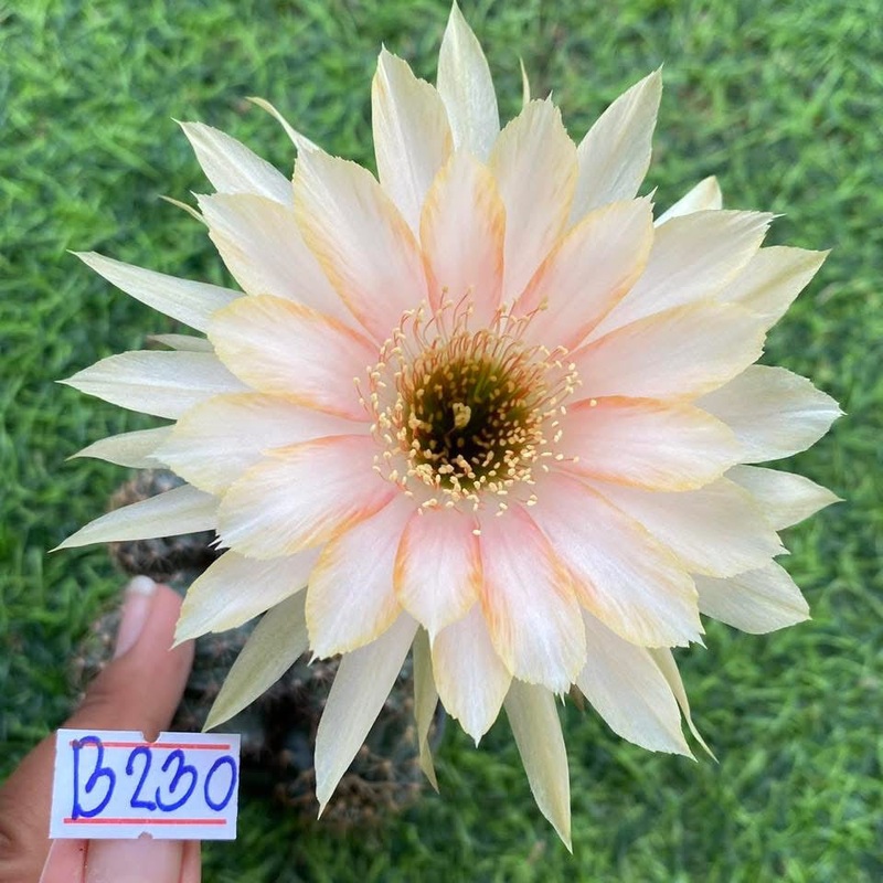 Lobivia Nerine Tide