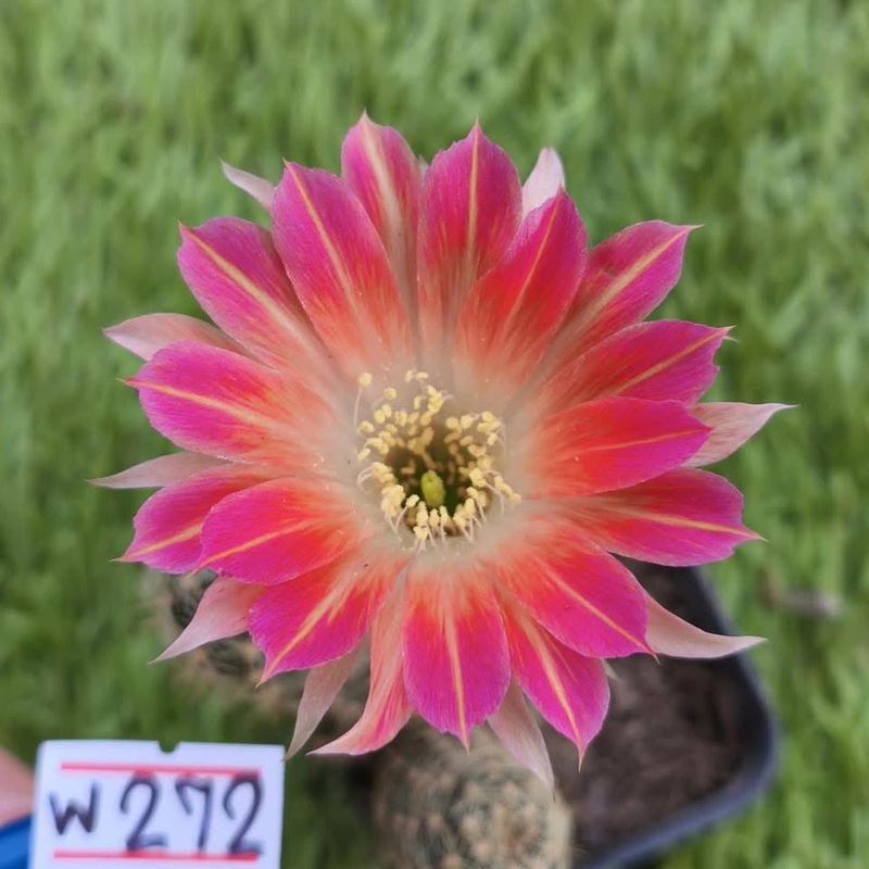 Lobivia Newyork Petal