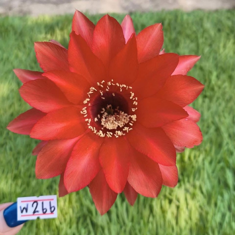 Lobivia Nyxara