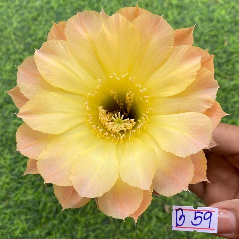 Lobivia Obscura Glow