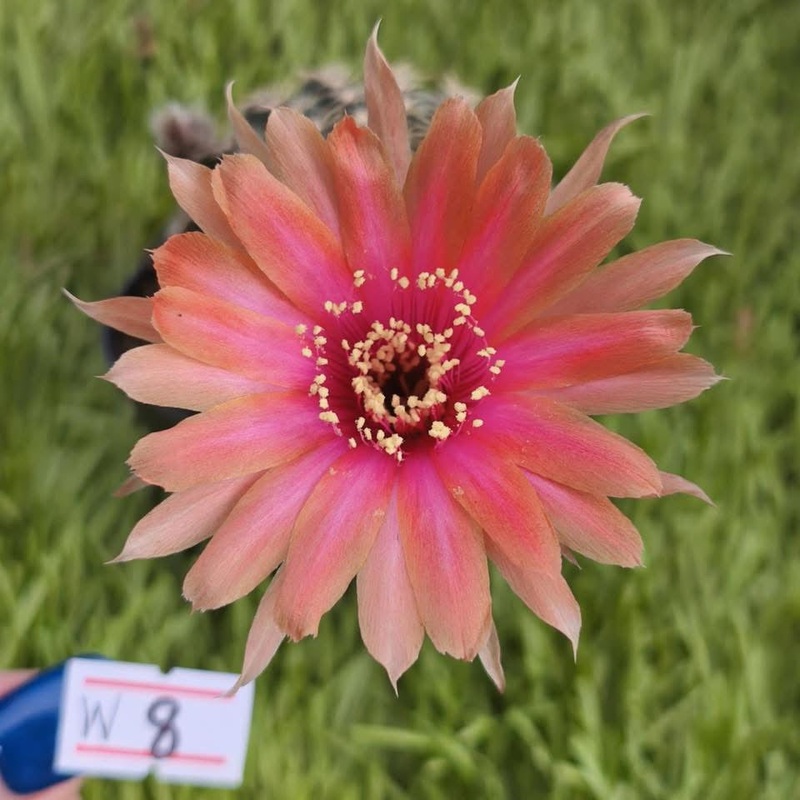 Lobivia Peach Twirl