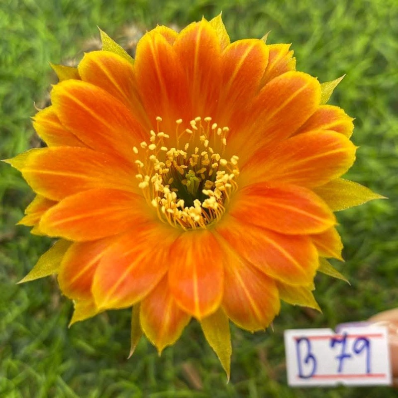 Lobivia Pearlfoam