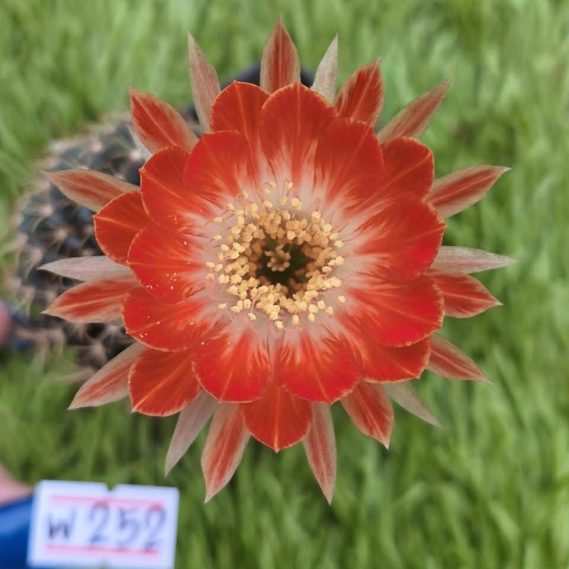 Lobivia Petal Grove