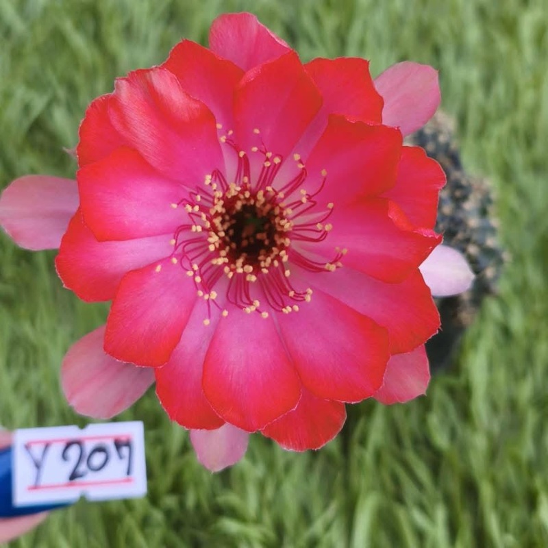 Lobivia Sakura