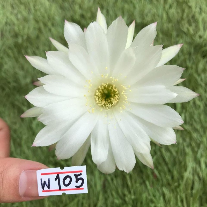 Lobivia Solara