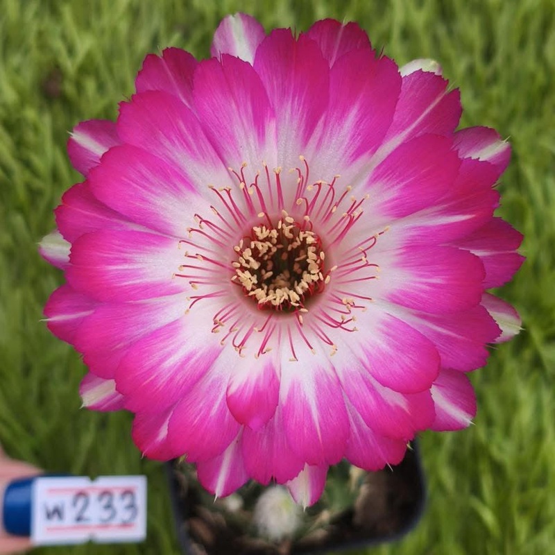 Lobivia Solflare