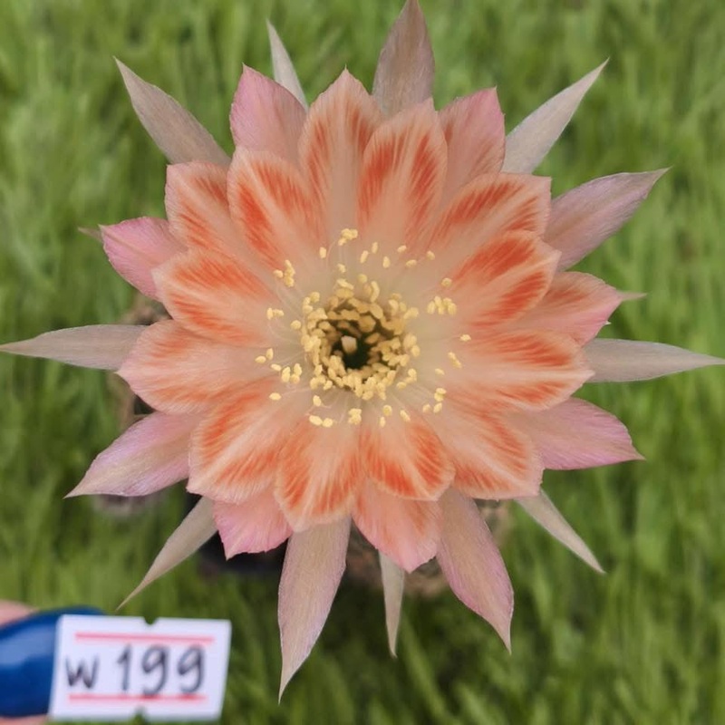 Lobivia Stoneblush