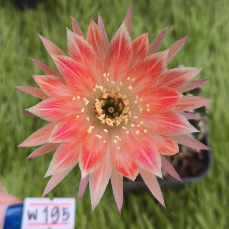 Lobivia Tide Ember