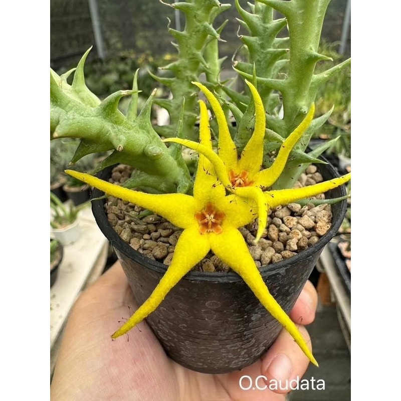 Orbea Caudata