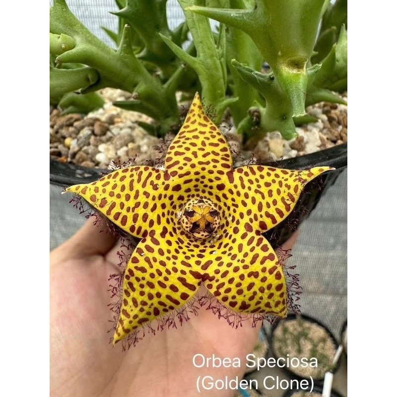 Orbea Speciosa (Golden Clone)